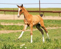 horse Dassi (Akhal-Teke, 2011, from Saivan)