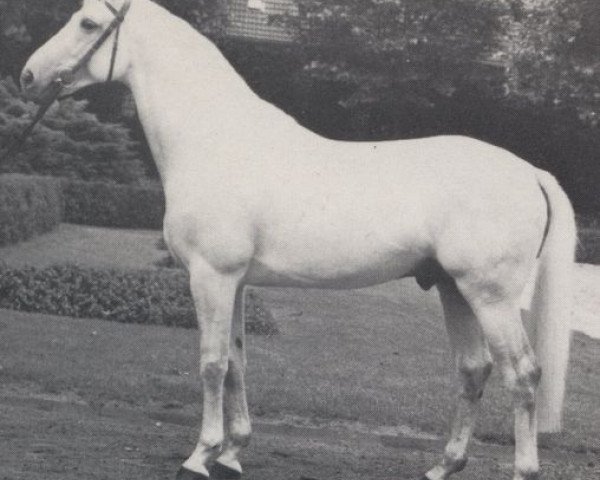 stallion Berggeist (Westphalian, 1973, from Ben Shirin xx)