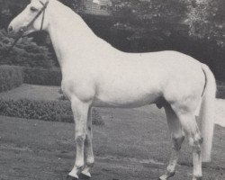 stallion Berggeist (Westphalian, 1973, from Ben Shirin xx)