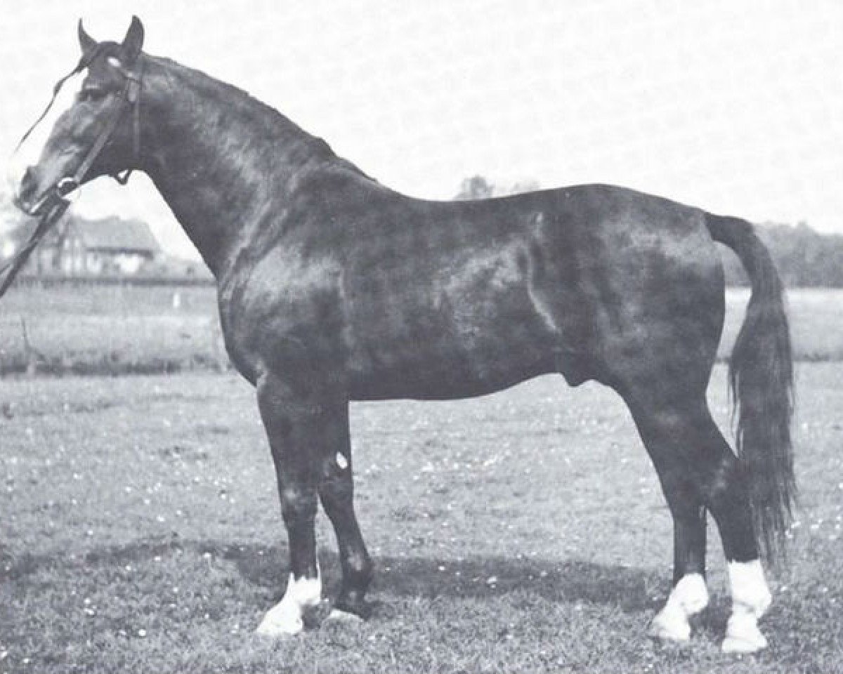 stallion Forsch (Hanoverian, 1940, from Feiner Kerl)