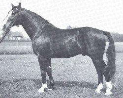 stallion Forsch (Hanoverian, 1940, from Feiner Kerl)