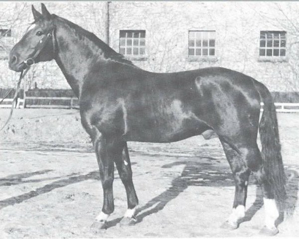 stallion Forschergeist (Westphalian, 1944, from Forsch)