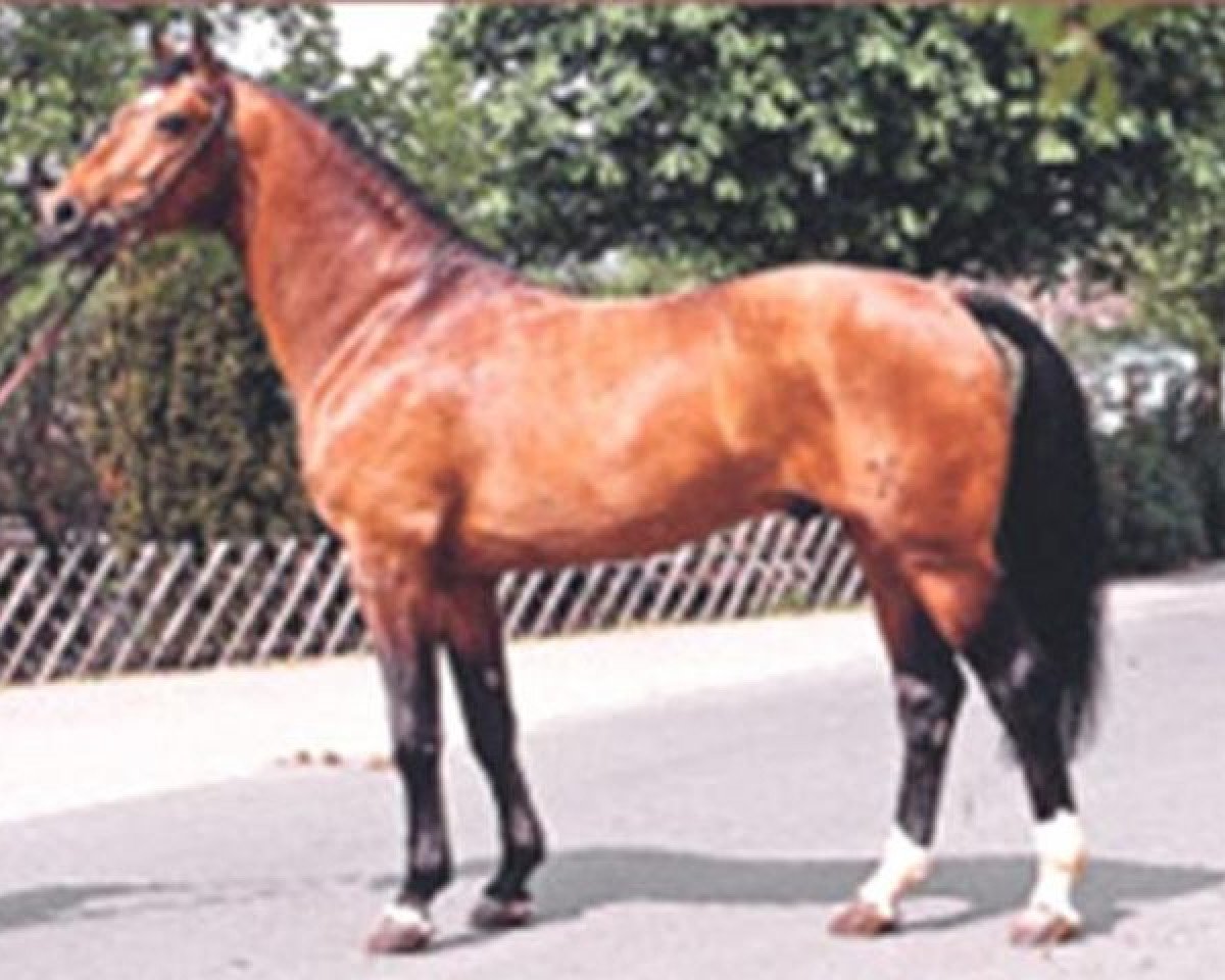 Deckhengst Damnatz (Hannoveraner, 1976, von Darling)