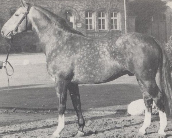 stallion Rendant (Westphalian, 1963, from Radetzky)