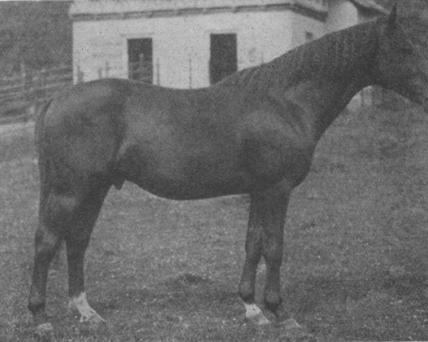 stallion Coelestin (Hessian Warmblood,  , from Uncle Pat xx)