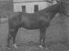 stallion Coelestin (Hessian Warmblood,  , from Uncle Pat xx)