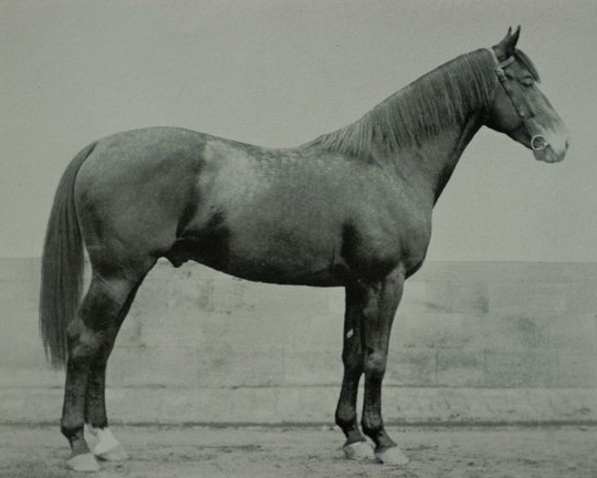 stallion Meleager (Hessian Warmblood, 1923, from Coelestin)