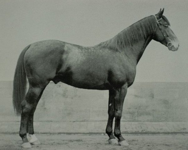 stallion Meleager (Hessian Warmblood, 1923, from Coelestin)