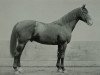 stallion Meleager (Hessian Warmblood, 1923, from Coelestin)
