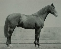 Deckhengst Meleager (Hessisches Warmblut, 1923, von Coelestin)