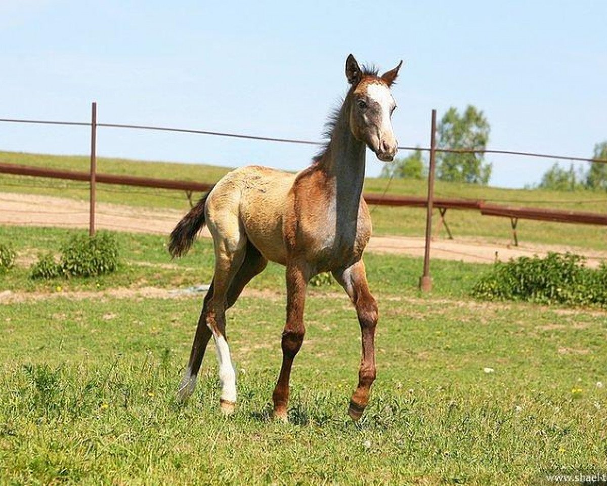 Pferd Lilah (Achal Tekkiner, 2011, von Saivan)