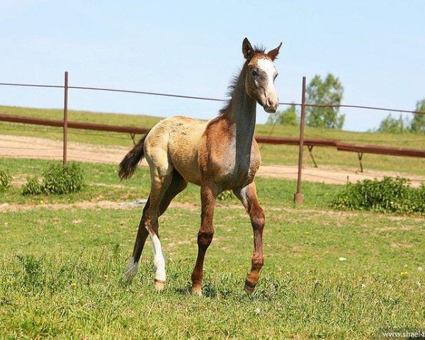 horse Lilah (Akhal-Teke, 2011, from Saivan)