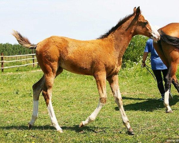 broodmare Aviva (Akhal-Teke, 2011, from Gazyr Shael)