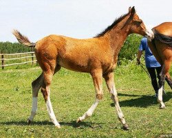 broodmare Aviva (Akhal-Teke, 2011, from Gazyr Shael)