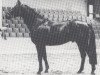 stallion Baron Bally (Hanoverian, 1975, from Ballyboy xx)