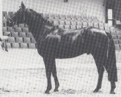 stallion Baron Bally (Hanoverian, 1975, from Ballyboy xx)