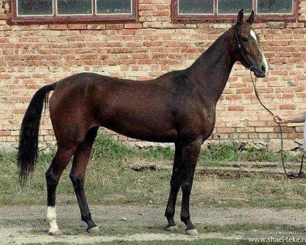 broodmare Yayran (Akhal-Teke, 2005, from Orlan)