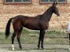 broodmare Yayran (Akhal-Teke, 2005, from Orlan)