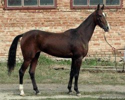 broodmare Yayran (Akhal-Teke, 2005, from Orlan)