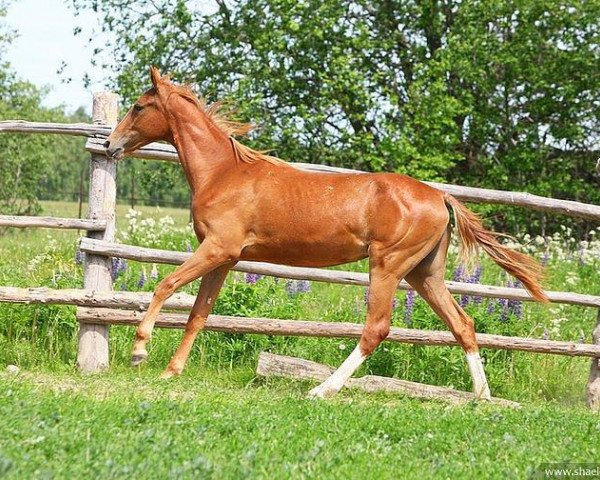 broodmare Yafit (Akhal-Teke, 2010, from Saivan)