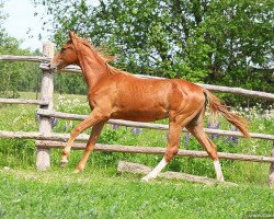 broodmare Yafit (Akhal-Teke, 2010, from Saivan)