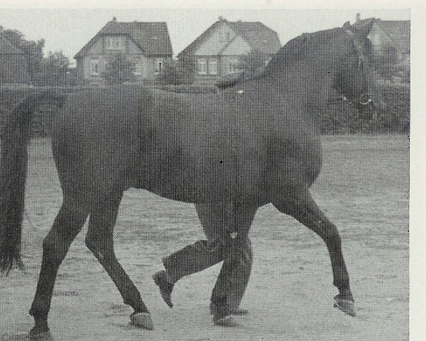 horse Gospodin (Hanoverian, 1953, from Gouverneur)