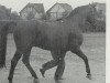horse Gospodin (Hanoverian, 1953, from Gouverneur)
