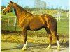stallion Liguster (Selle Français, 1970, from Vesuve)