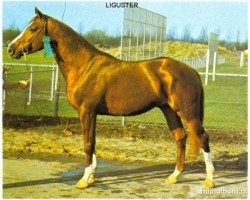 stallion Liguster (Selle Français, 1970, from Vesuve)