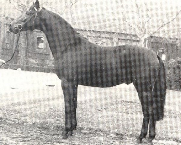 Pferd Fabeltanz (Westfale, 1984, von Fabelhaft)