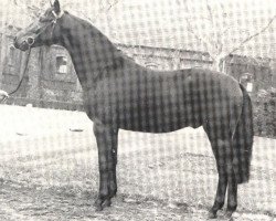 Pferd Fabeltanz (Westfale, 1984, von Fabelhaft)