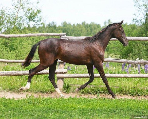 horse Ruti (Akhal-Teke, 2010, from Saivan)