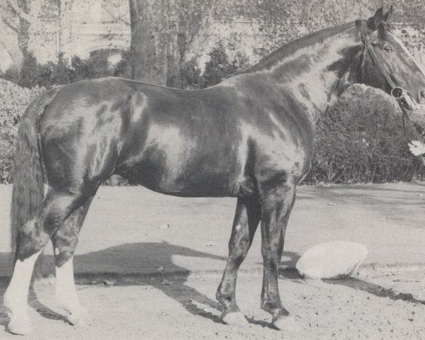 stallion Lohengrin (Hanoverian, 1959, from Lohmann)