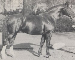 Deckhengst Lohengrin (Hannoveraner, 1959, von Lohmann)