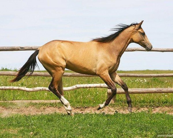 broodmare Dalit (Akhal-Teke, 2010, from Saivan)