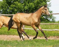 broodmare Adas (Akhal-Teke, 2010, from Saivan)