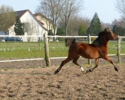 Pferd Triformis Magic Maja (Deutsches Reitpony, 2013, von Coednewydd Magic)