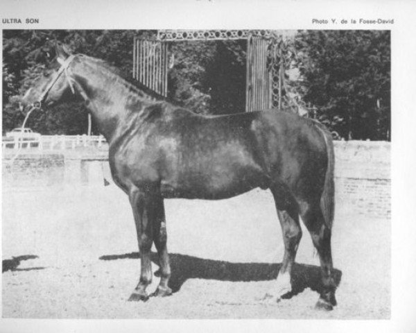 stallion Ultra Son (Selle Français, 1964, from Prince Du Cy)