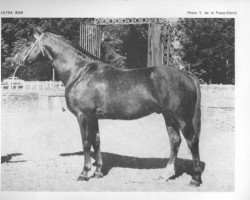 stallion Ultra Son (Selle Français, 1964, from Prince Du Cy)