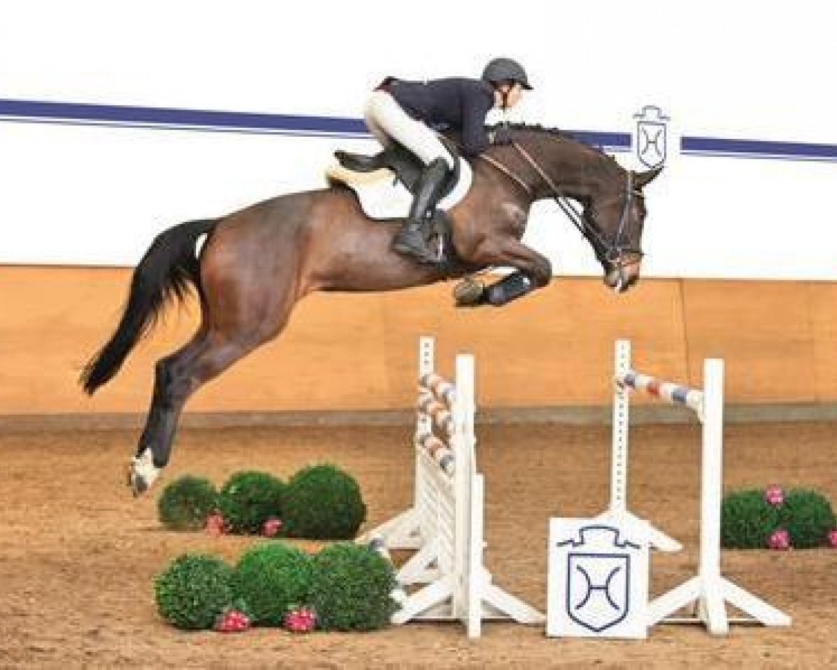 Springpferd Quinterna (Holsteiner, 2010, von Quirado)