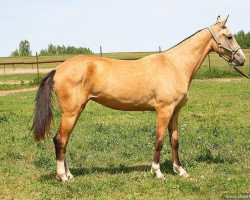 broodmare Heleney (Akhal-Teke, 2009, from Makka)