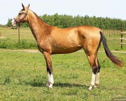 broodmare Lilit (Akhal-Teke, 2009, from Shahar Shael)