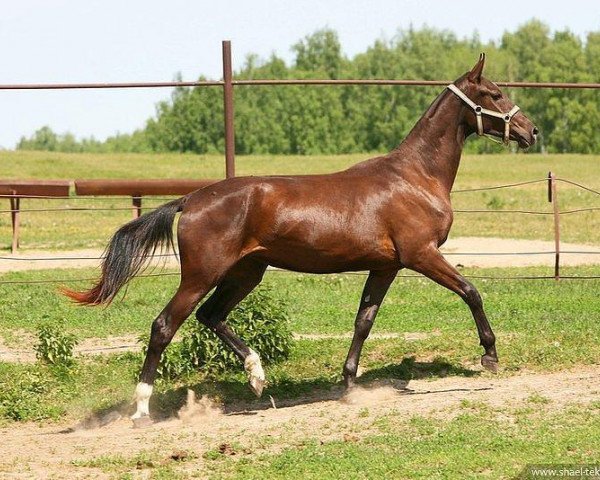 Zuchtstute Hagada (Achal Tekkiner, 2009, von Gazyr Shael)