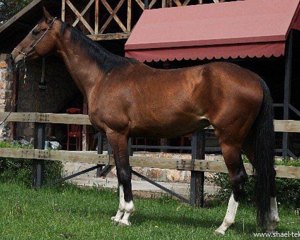 broodmare Tasikuli (Akhal-Teke, 2003, from Karar)