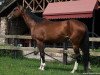 broodmare Tasikuli (Akhal-Teke, 2003, from Karar)