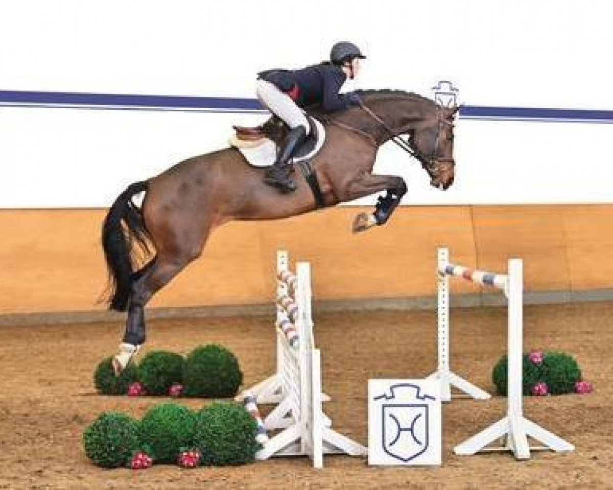 Springpferd Dakota 378 (Holsteiner, 2009, von Diarado)