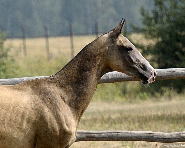 broodmare Ezize (Akhal-Teke, 2008, from Shahar Shael)