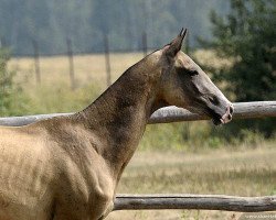 broodmare Ezize (Akhal-Teke, 2008, from Shahar Shael)