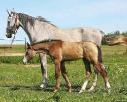 broodmare Maskhara (Akhal-Teke, 2007, from Pekhimdar)