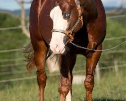 Deckhengst Best Gun (Quarter Horse, 2011, von One Gun)